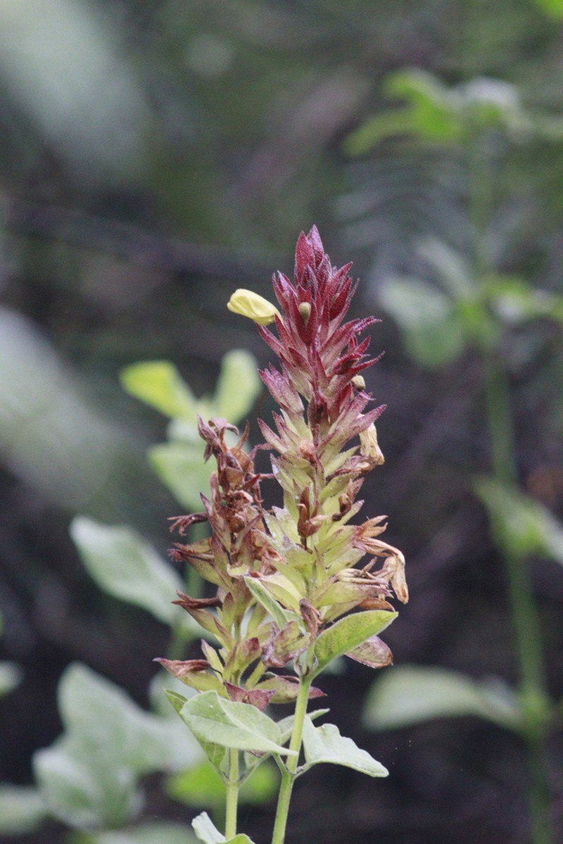 Hoverdenia speciosa photo 7
