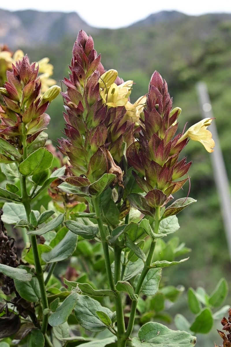 Hoverdenia speciosa photo 8