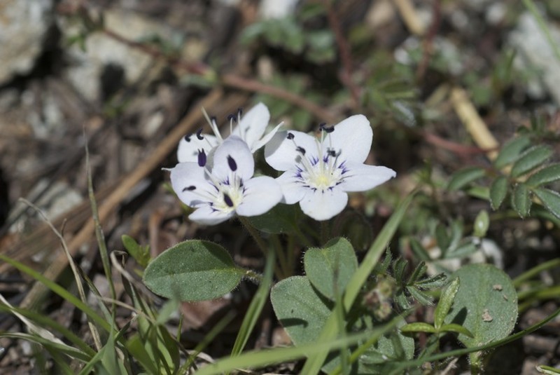 Scott Mountain Phacelia photo 2