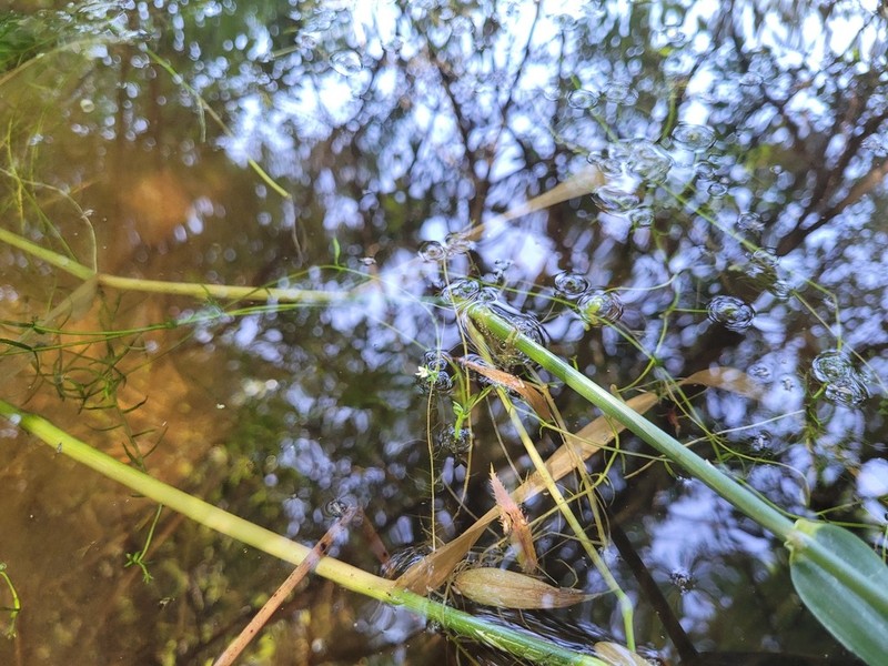 Water Howellia photo 4