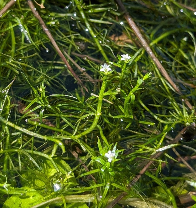 Water Howellia photo 5