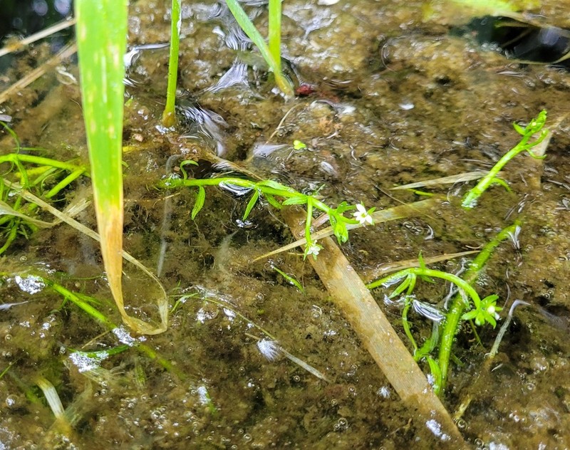 Water Howellia photo 6