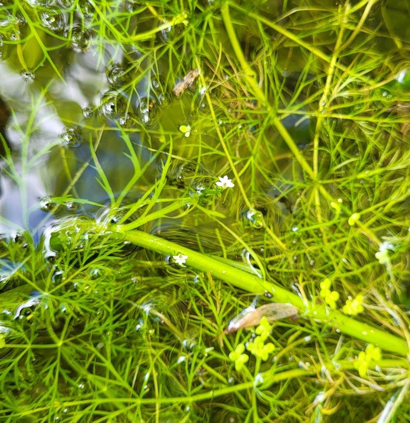 Water Howellia photo 7