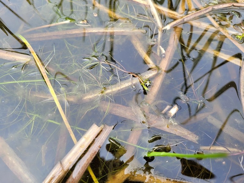 Water Howellia photo 8