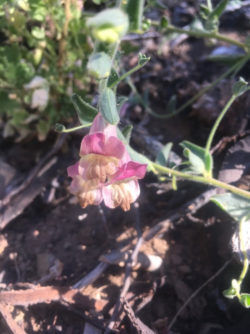 Ovateleaf Snapdragon