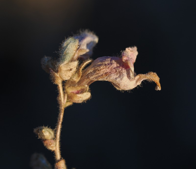 Ovateleaf Snapdragon photo 3