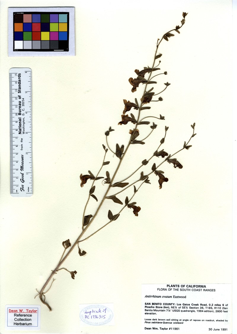 Ovateleaf Snapdragon