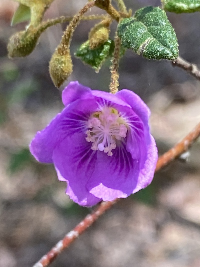 Howittia trilocularis