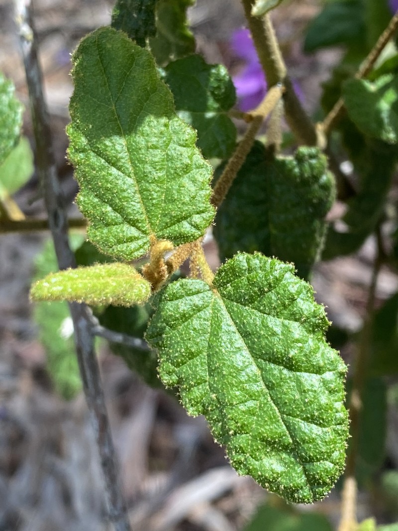 Howittia trilocularis photo 2