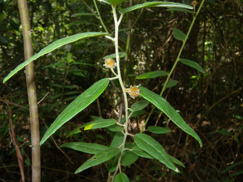 Howittia trilocularis photo 3