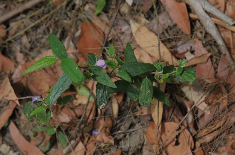 Howittia trilocularis photo 4