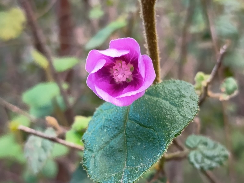 Howittia trilocularis photo 5