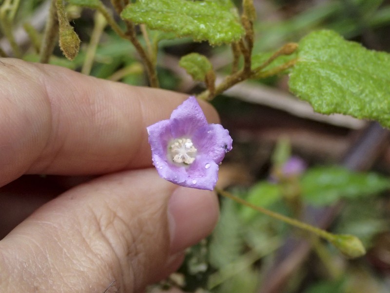 Howittia trilocularis photo 6