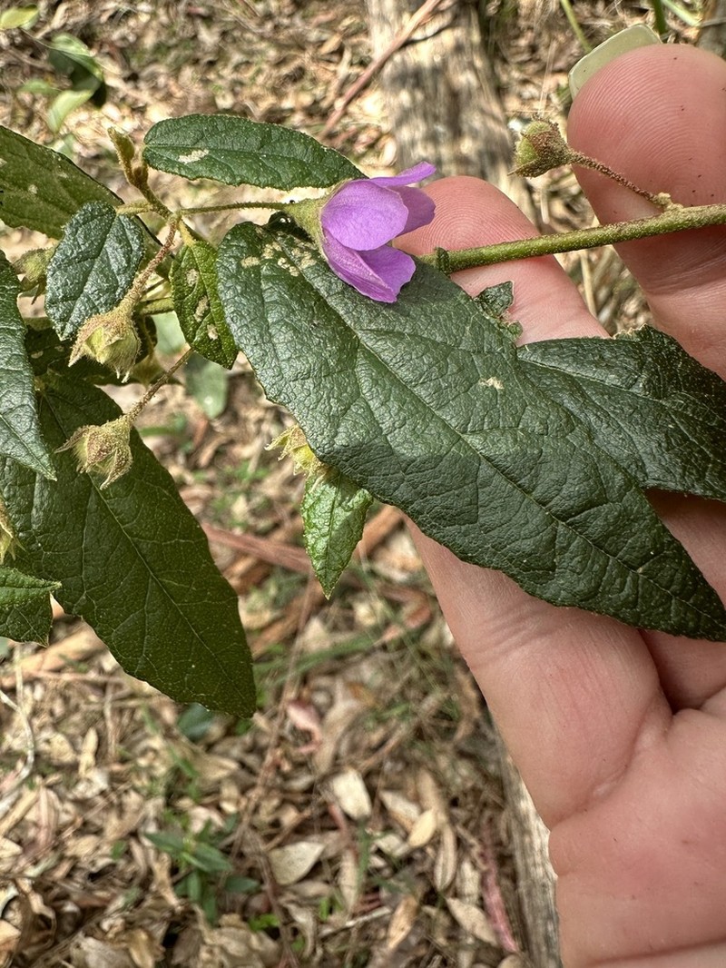 Howittia trilocularis photo 7