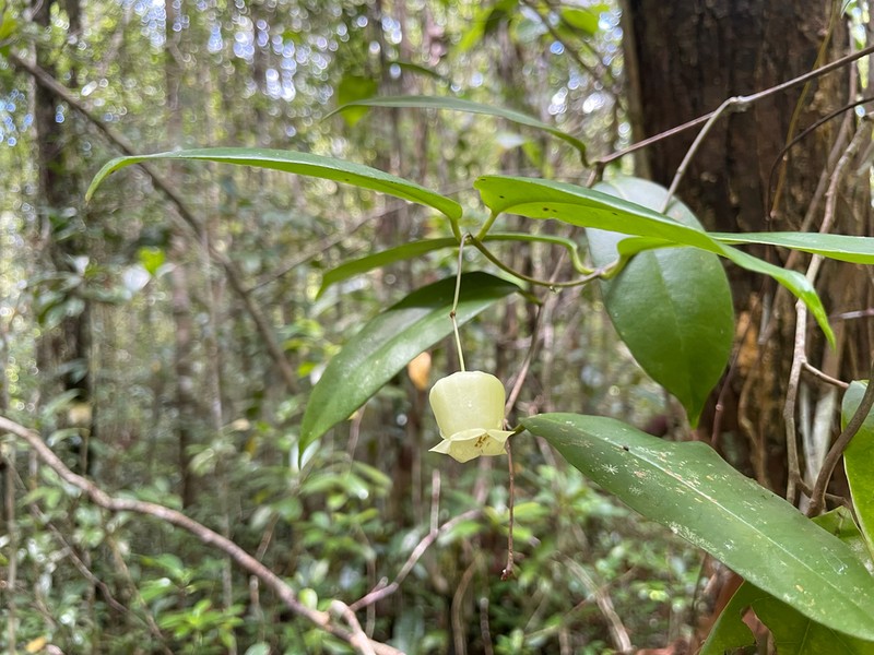 Hoya ariffinii