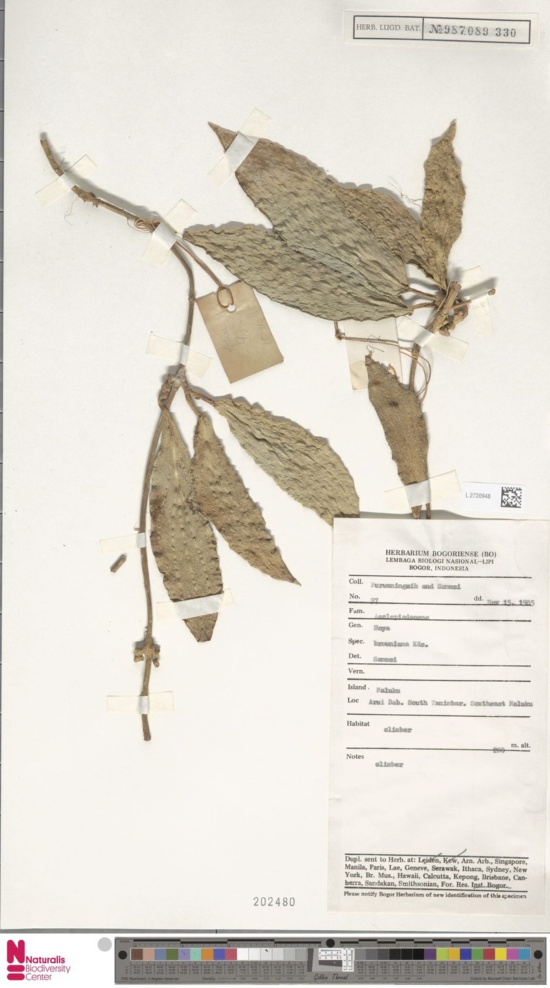 Hoya coriacea subsp. coriacea