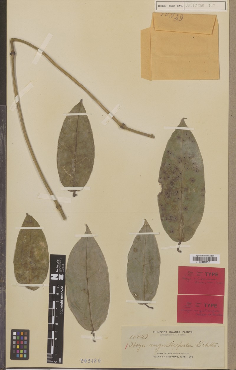 Hoya coriacea subsp. coriacea photo 2