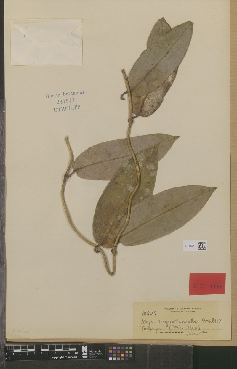 Hoya coriacea subsp. coriacea photo 3