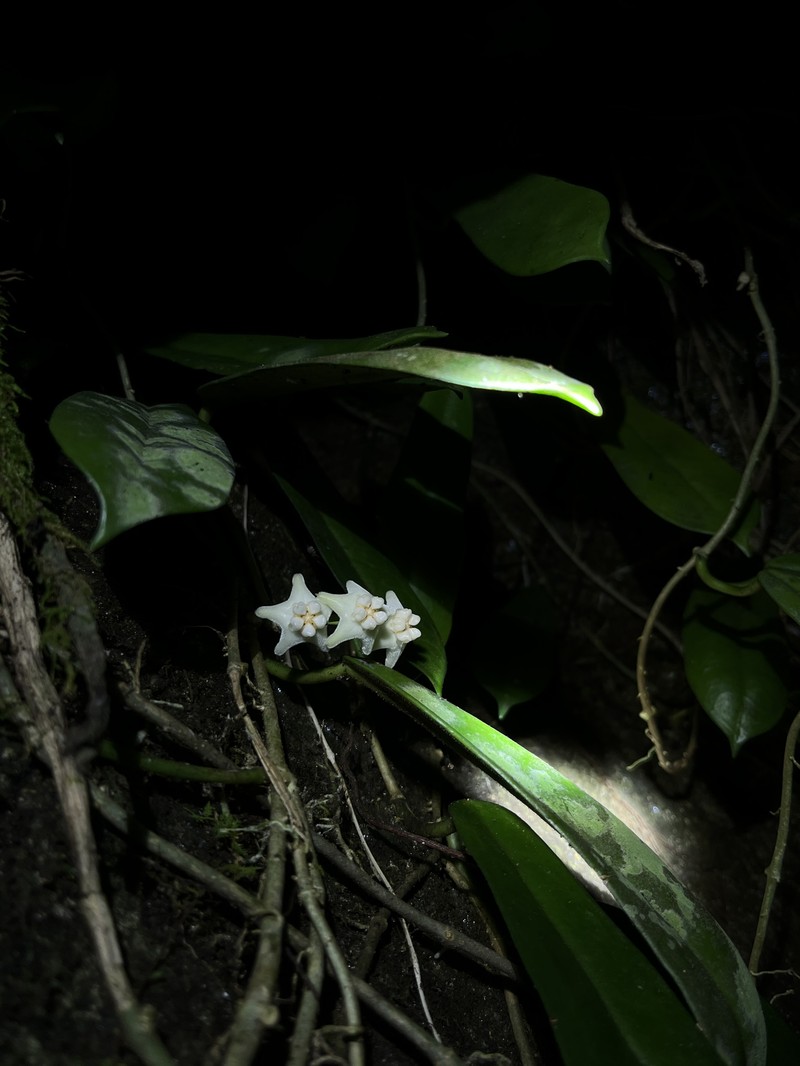 Hoya gaoligongensis photo 2