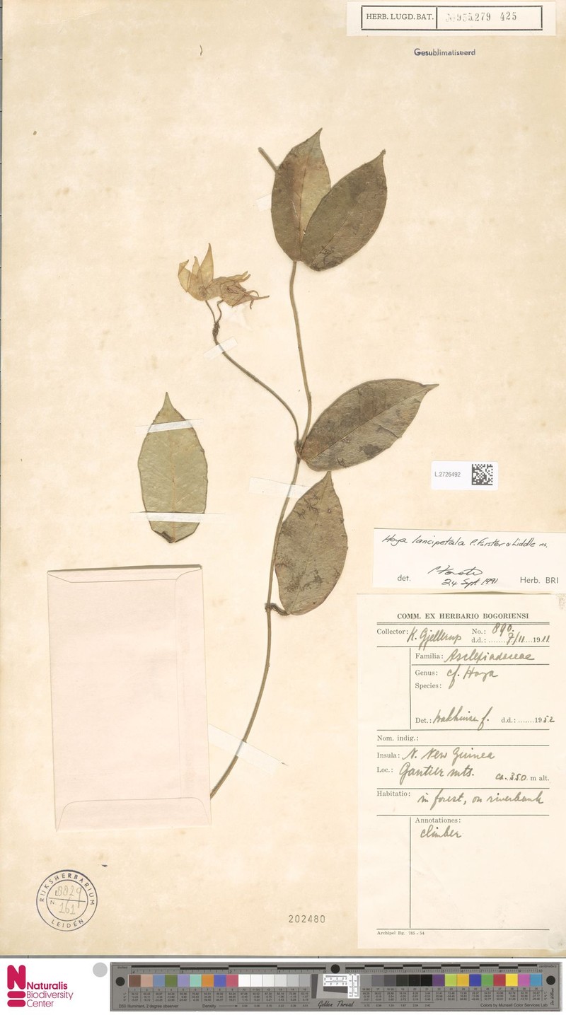Hoya gauttierensis
