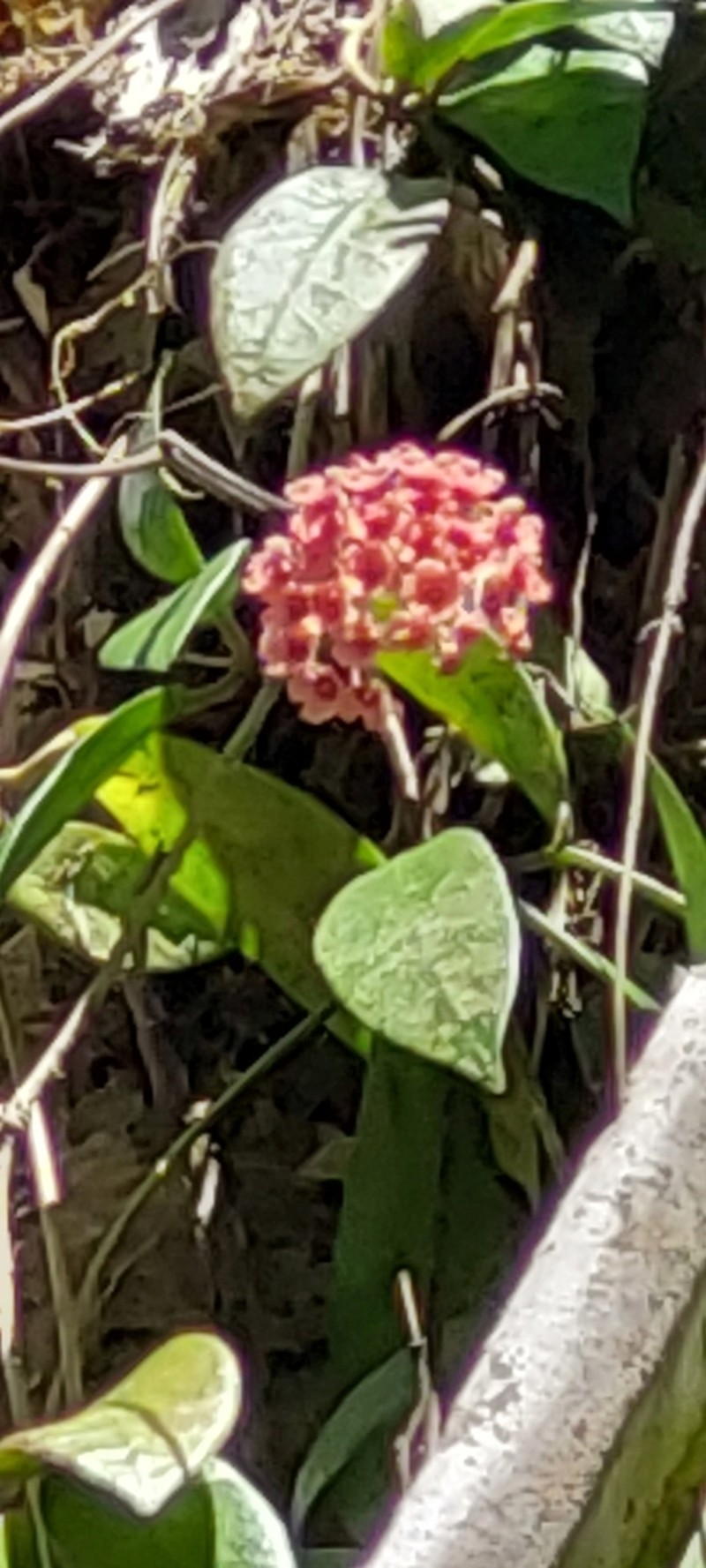 Hoya josetteae