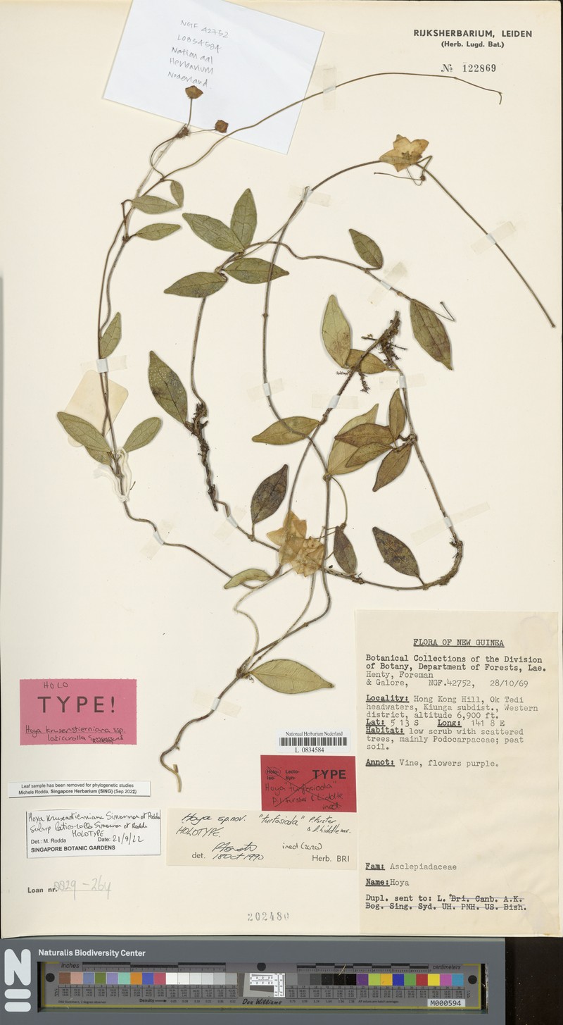 Hoya krusenstierniana subsp. laticorolla