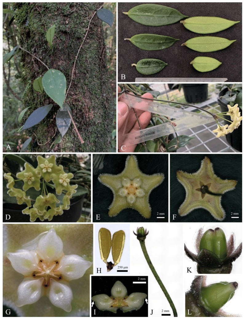 Hoya longlingensis
