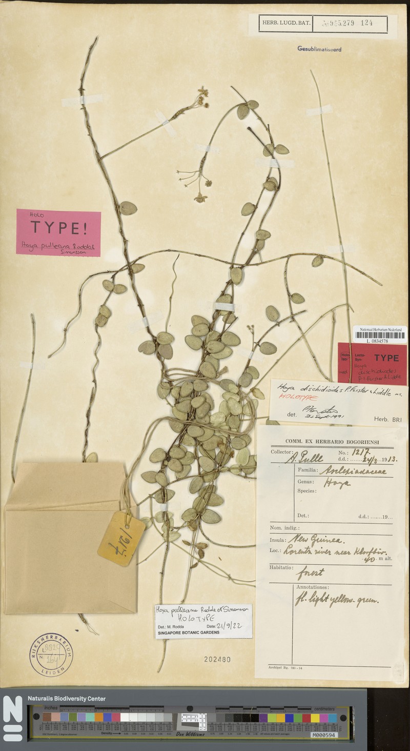 Hoya pulleana