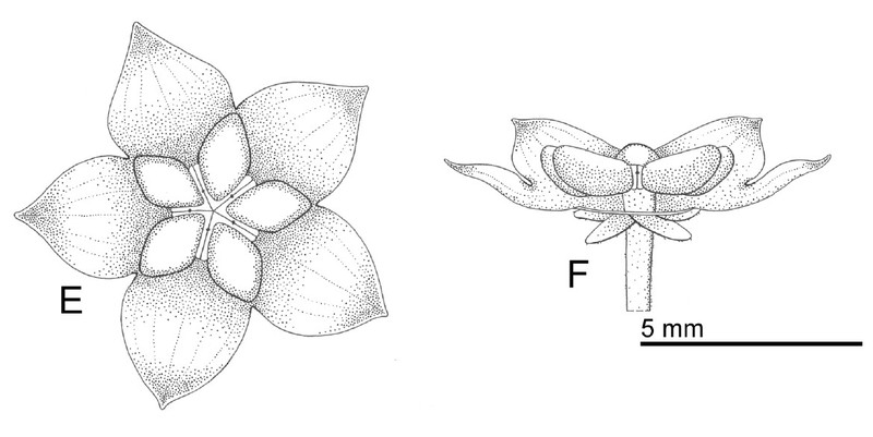 Hoya rigidifolia