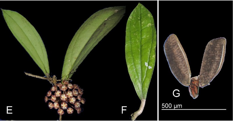 Hoya rigidifolia photo 2