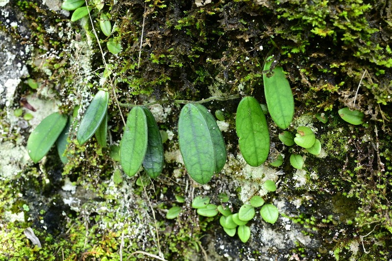 Hoya sichuanensis photo 2