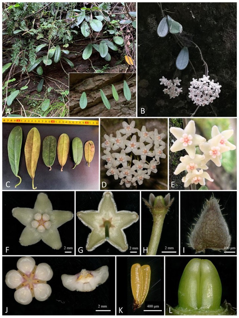 Hoya sichuanensis