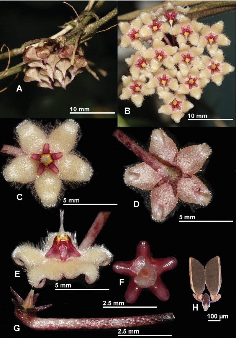 Hoya sumatrana