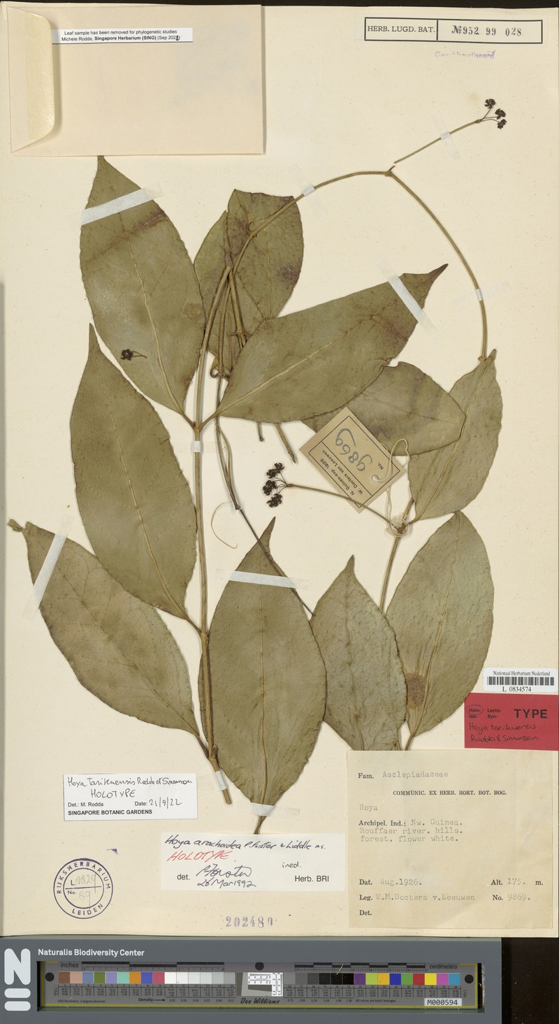 Hoya tarikuensis