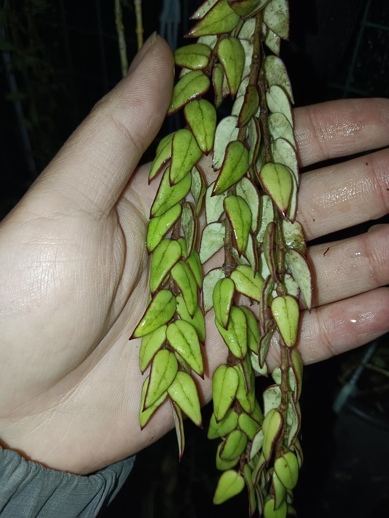 Hoya tetrantha