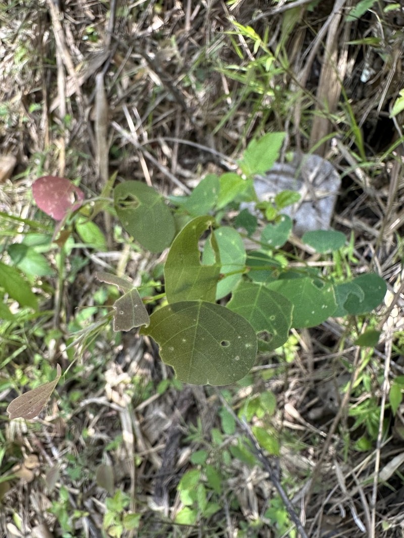Huangtcia oblata photo 2