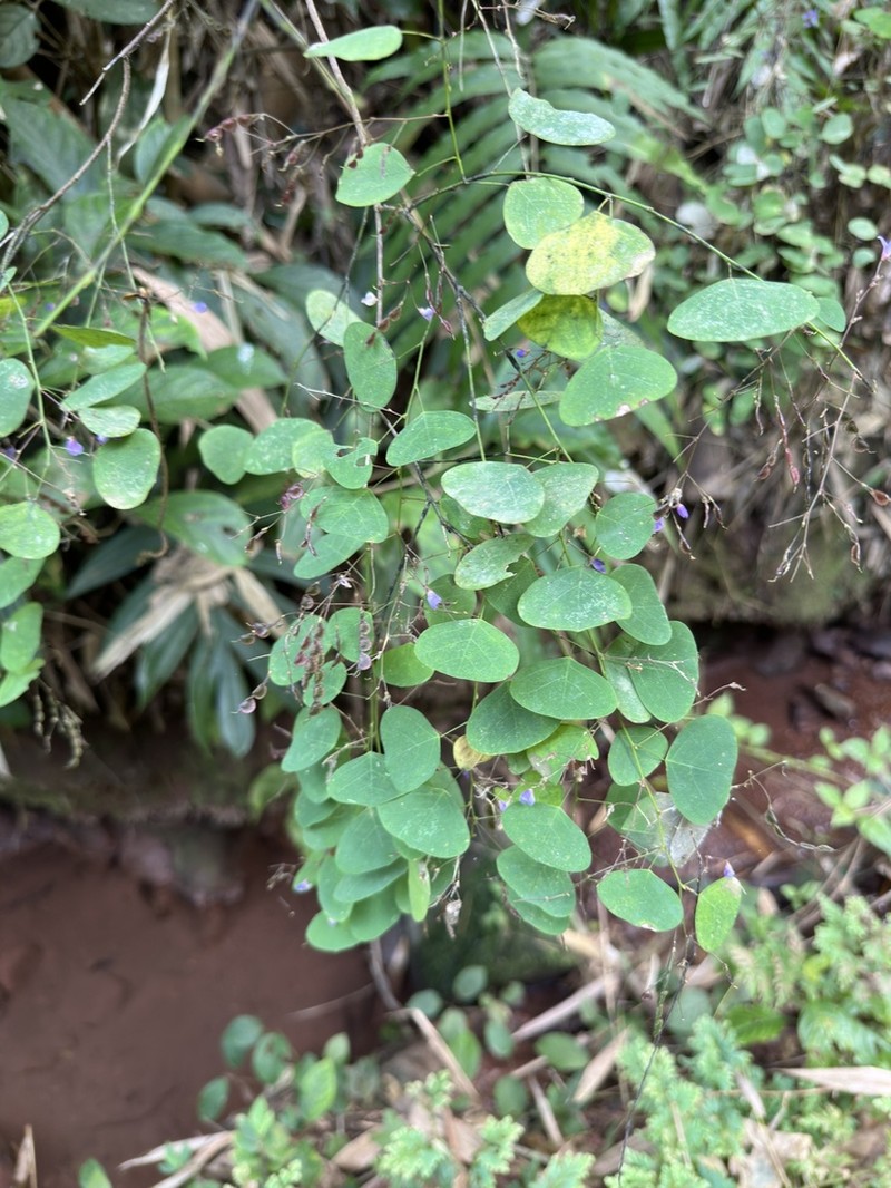 Huangtcia oblata photo 3