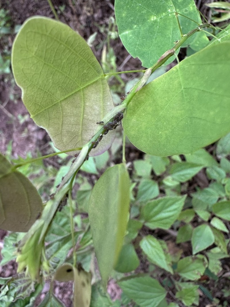Huangtcia oblata photo 6