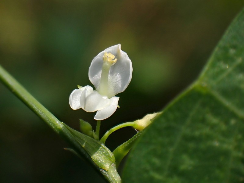 Huangtcia renifolia