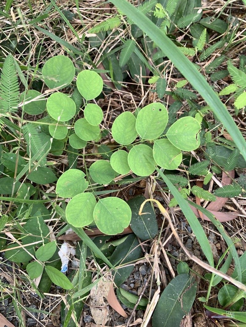 Huangtcia renifolia photo 2