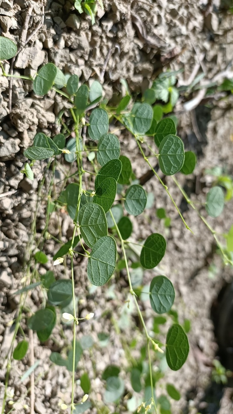 Huangtcia renifolia photo 3