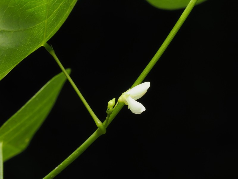 Huangtcia renifolia photo 4