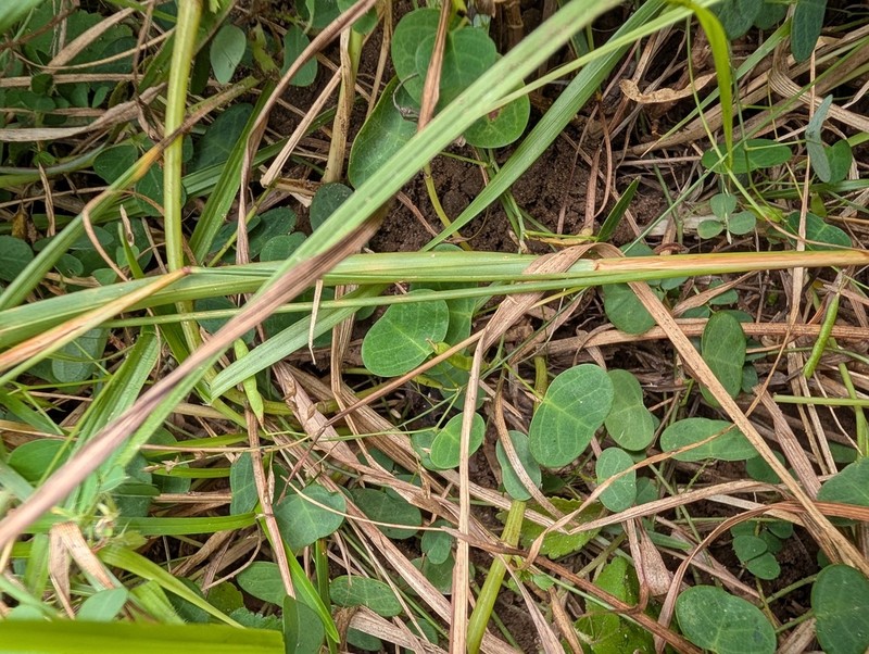 Huangtcia renifolia photo 5