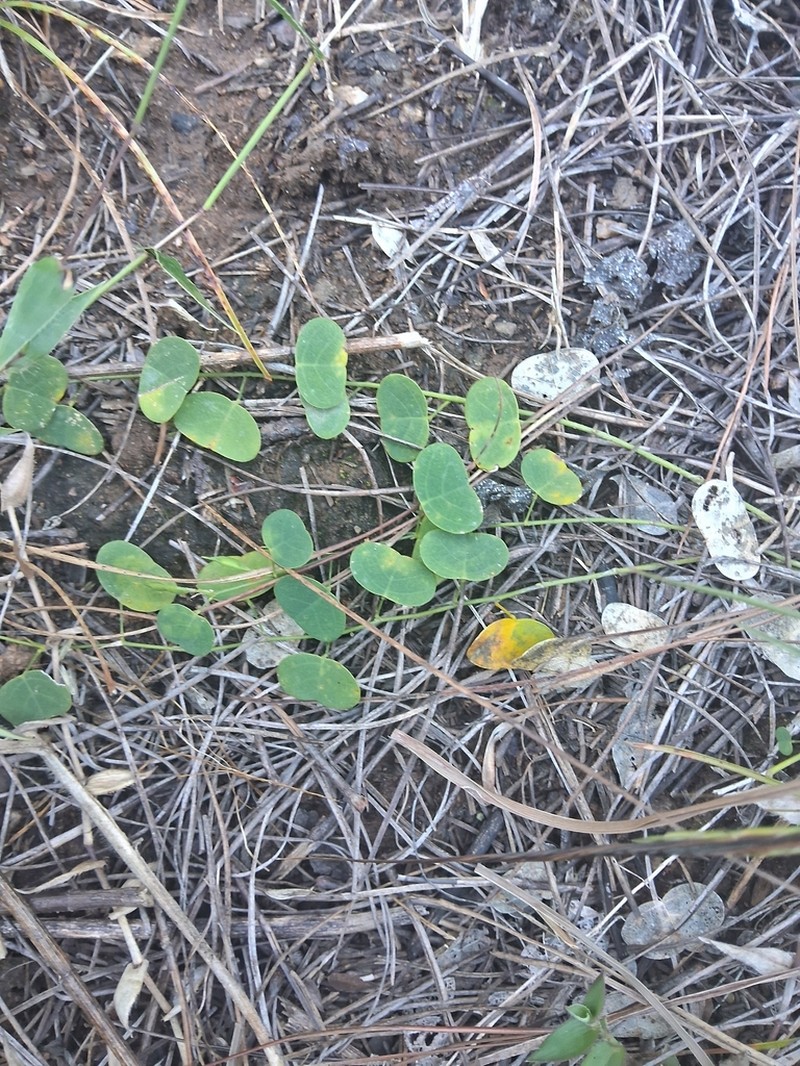 Huangtcia renifolia photo 6