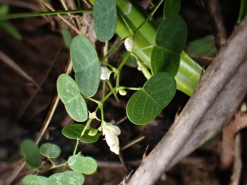 Huangtcia renifolia photo 7