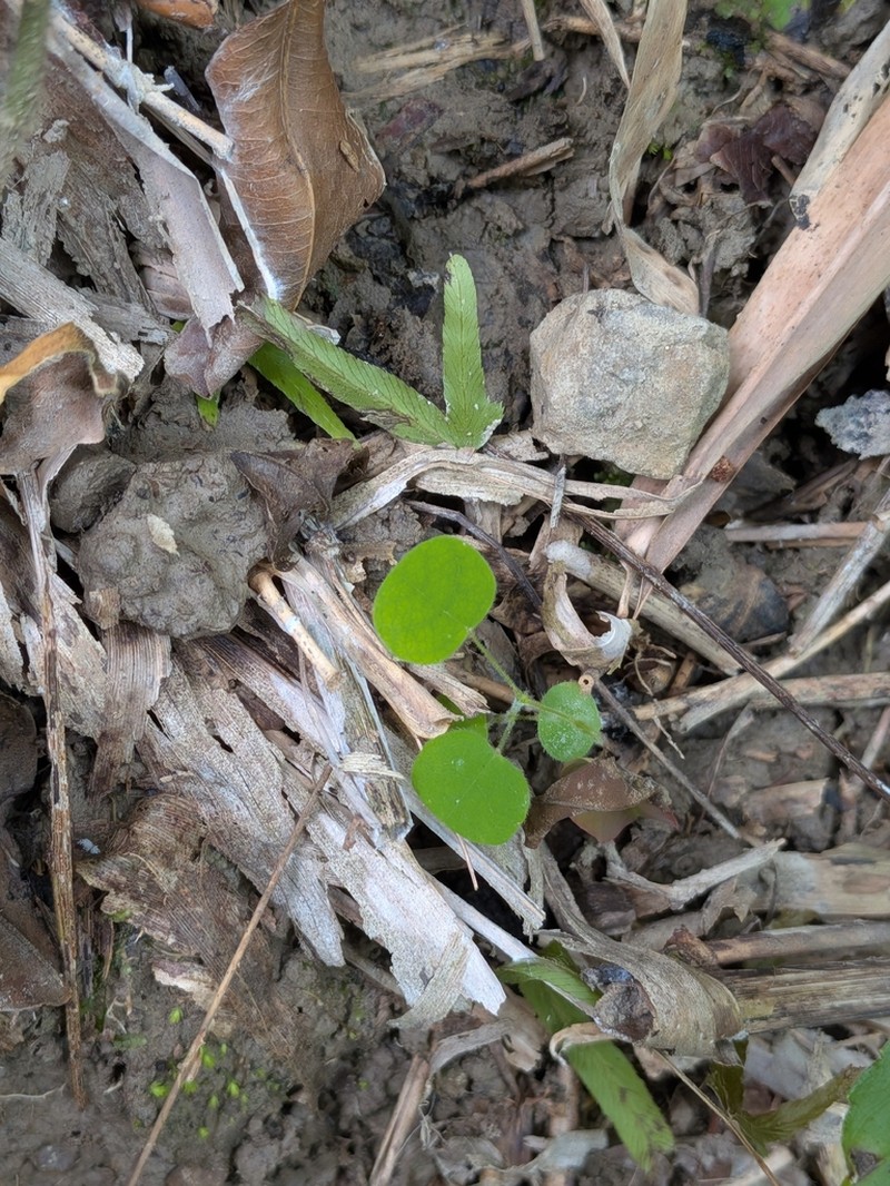 Huangtcia renifolia photo 8