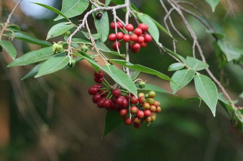 Huberantha cerasoides