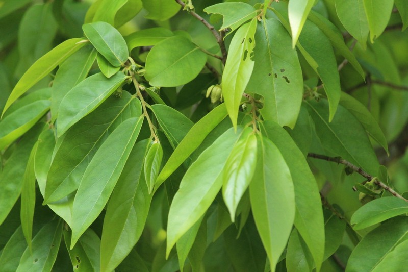Huberantha cerasoides photo 2