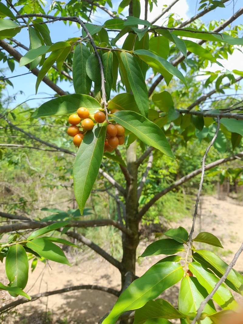 Huberantha cerasoides photo 4