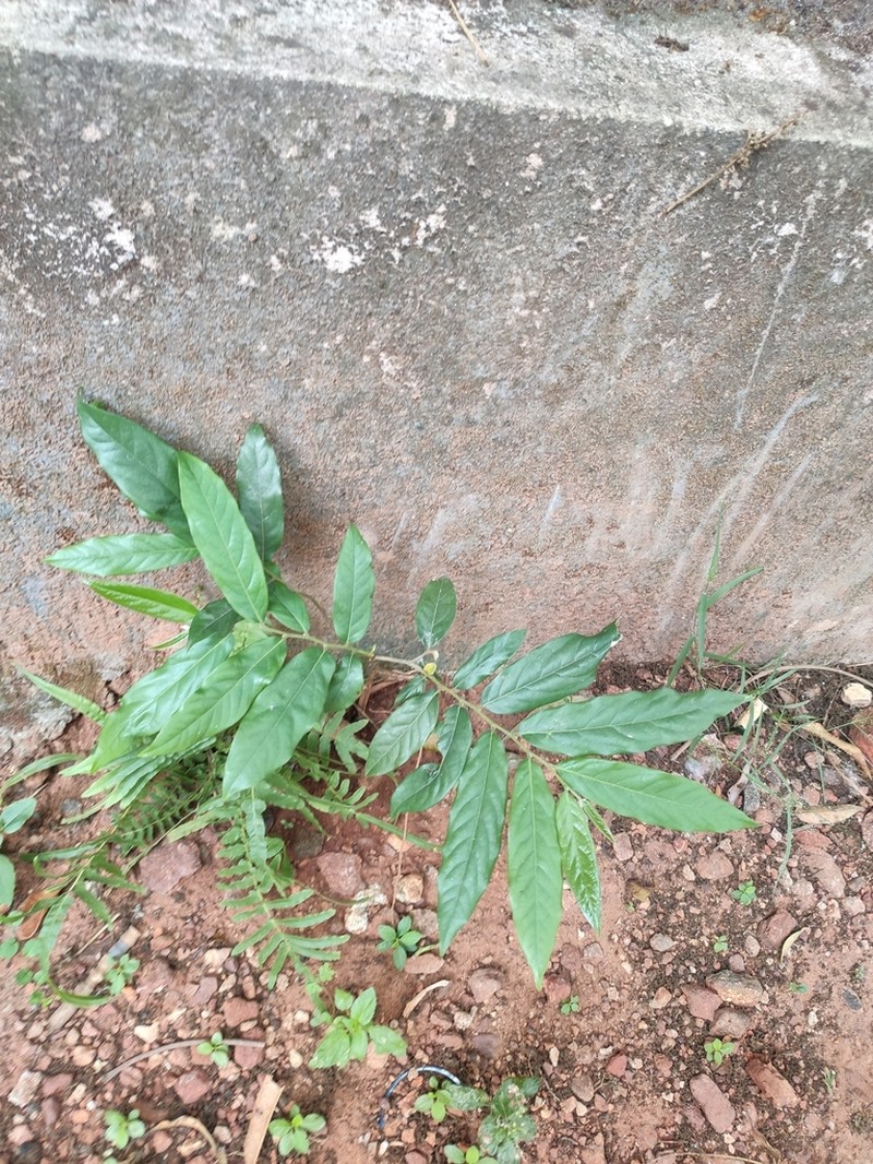 Huberantha cerasoides photo 6